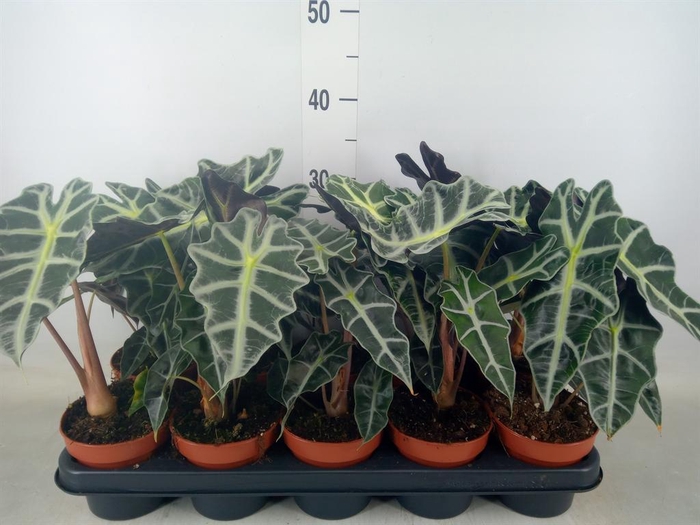 <h4>Alocasia amazonica 'Polly'</h4>