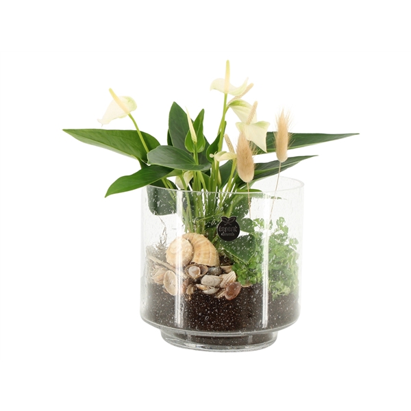 <h4>Arrangementen kamerplanten H%</h4>