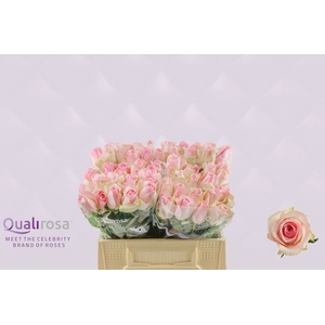 R Gr Sorbet Avalanche