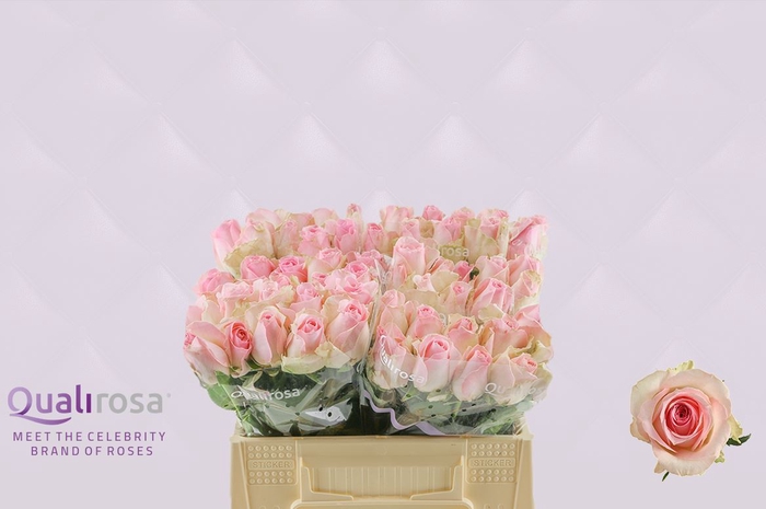 <h4>R Gr Sorbet Avalanche</h4>