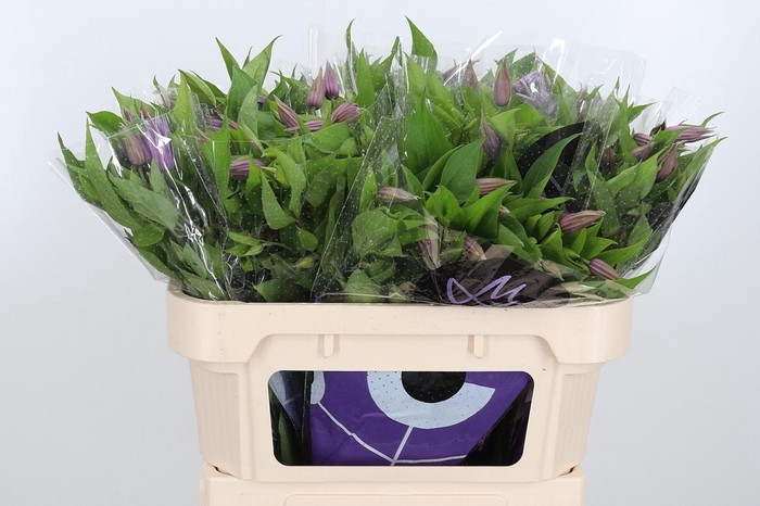 <h4>Clem Amazing London</h4>