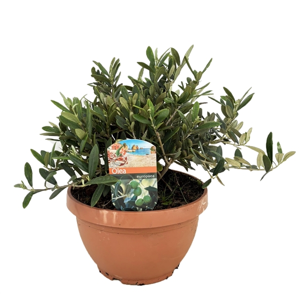 <h4>Olea europaea</h4>