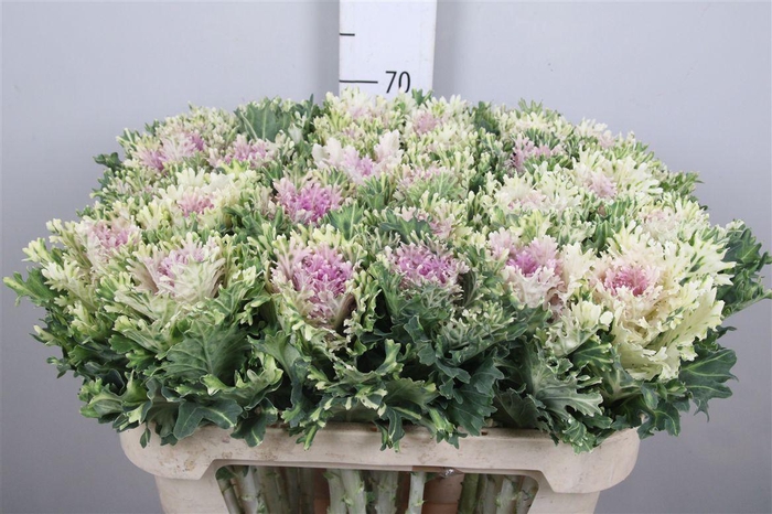 <h4>Brass Empire Faina</h4>