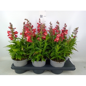 Penstemon har. 'Tubular Bells Red'