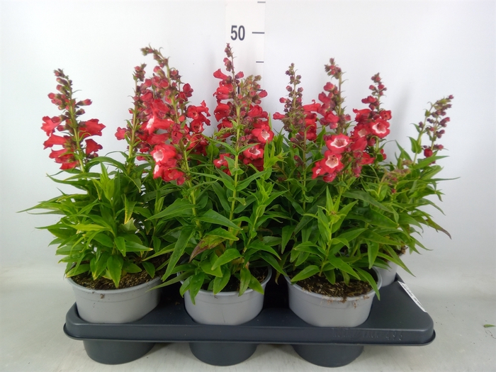 <h4>Penstemon har. 'Tubular Bells Red'</h4>