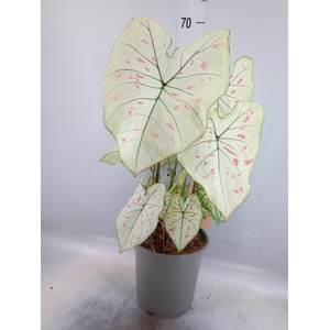Caladium   ...