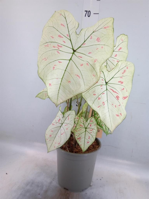 <h4>Caladium   ...</h4>