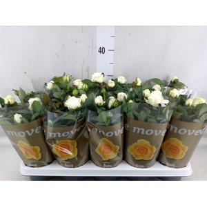 Rosa  'White Beau Monde'