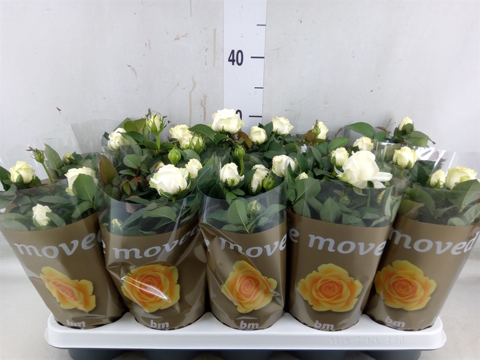<h4>Rosa  'White Beau Monde'</h4>