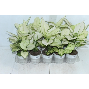 AGLAONEMA WHITE JOY P12