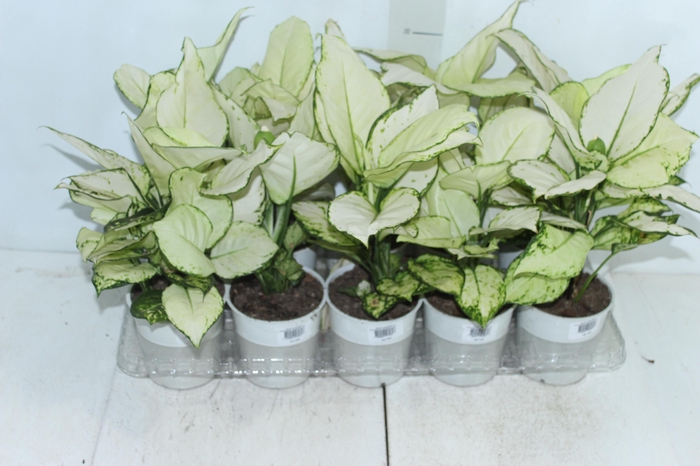 <h4>AGLAONEMA WHITE JOY P12</h4>