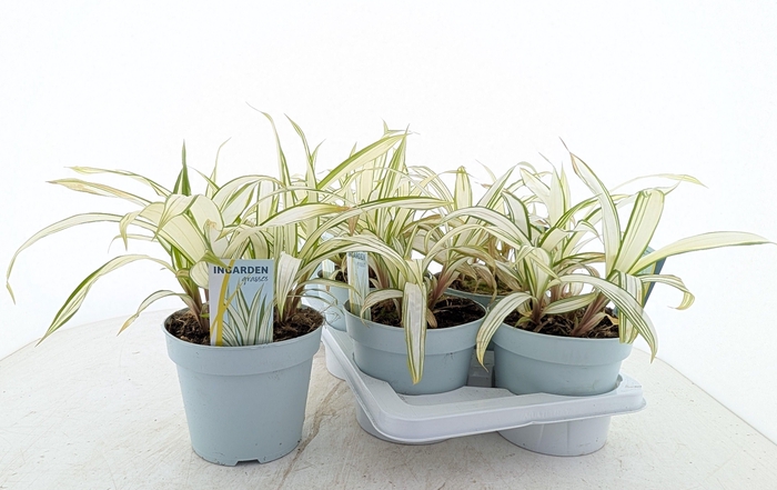 <h4>CARE SIDEROSTICA</h4>