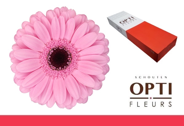 <h4>Germini Talent Doos</h4>