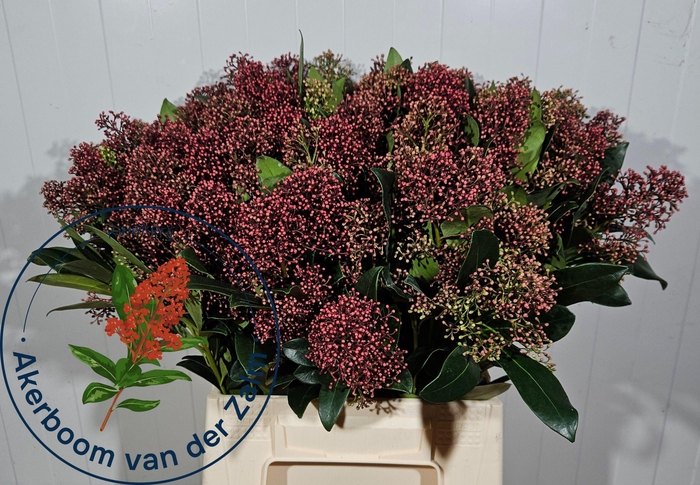 <h4>SKIM J RUBELLA BS</h4>