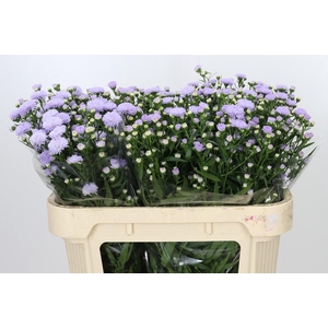Aster Astee Milka