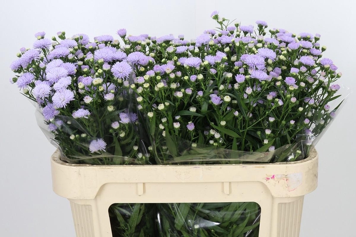 <h4>Aster Astee Milka</h4>