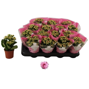 KAL GE ALANO BICOLOR