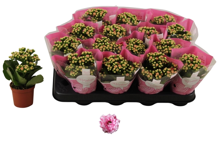 <h4>KAL GE ALANO BICOLOR</h4>