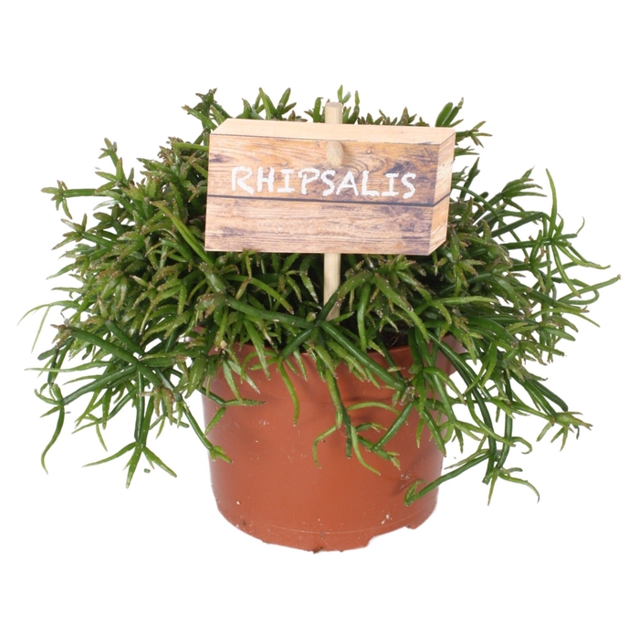 <h4>Rhipsalis bacci. Oasis 10,5 cm</h4>