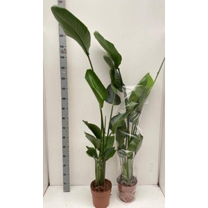 STRELITZIA NICOLAI