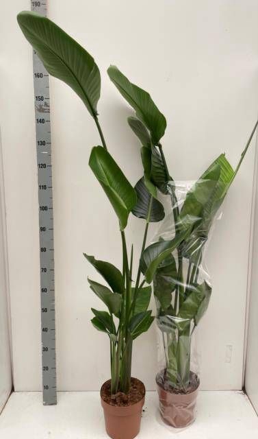 <h4>STRELITZIA NICOLAI</h4>