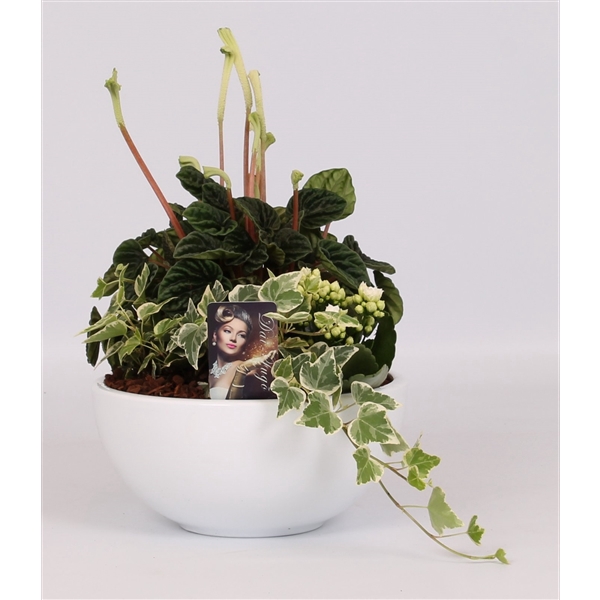 <h4>Arrangement Peperomia in schaal</h4>