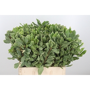 Pittosporum Ilan