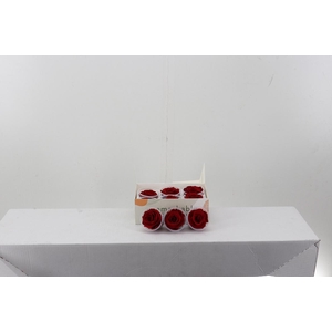 Rosa Preserved Light Red