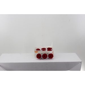 Rosa Preserved Light Red