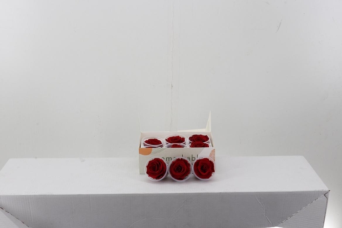 <h4>Rosa Preserved Light Red</h4>