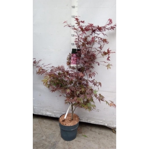 Acer palmatum 'Atropurpureum'