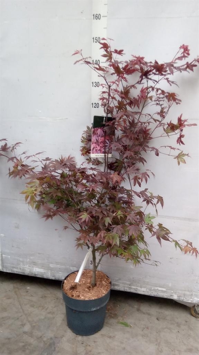 <h4>Acer palmatum 'Atropurpureum'</h4>