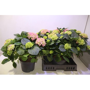 arr8 Hydr M Hi River