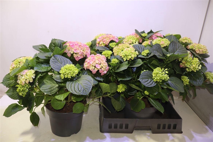 <h4>Hydr M Hi River</h4>