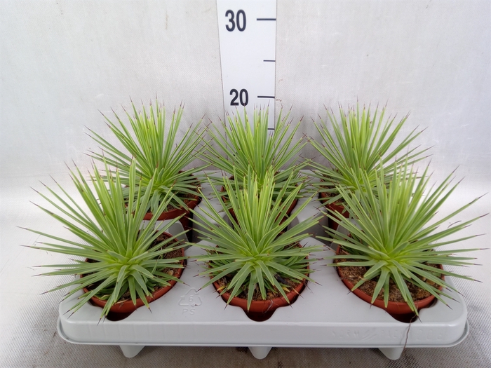 <h4>Agave stricta 'Nana'</h4>