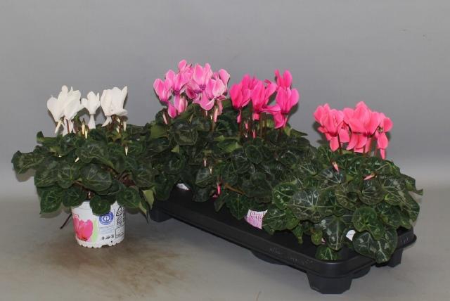 <h4>CYCL GR SUP XL</h4>