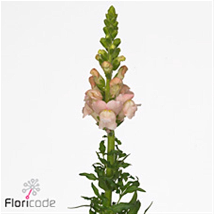 <h4>Antir Avignon Pink</h4>