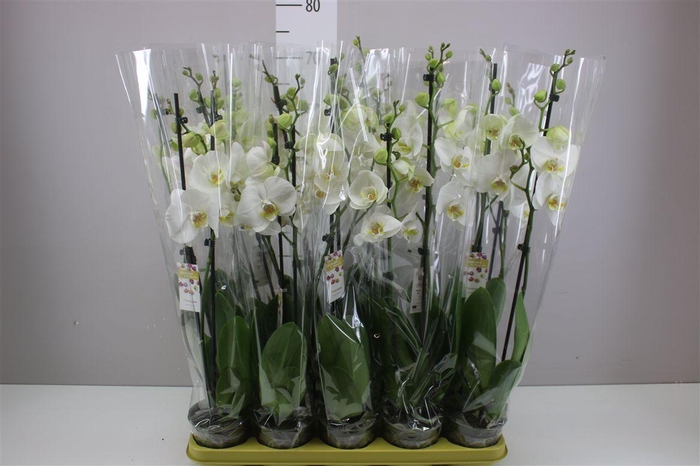 <h4>Phal Wit 2 Tak</h4>