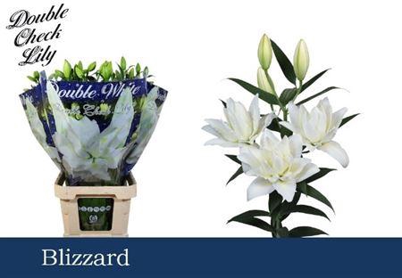 <h4>Li Ot Blizzard Du</h4>