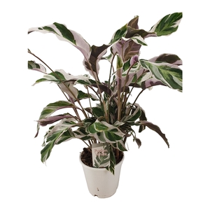 Calathea Fusion White