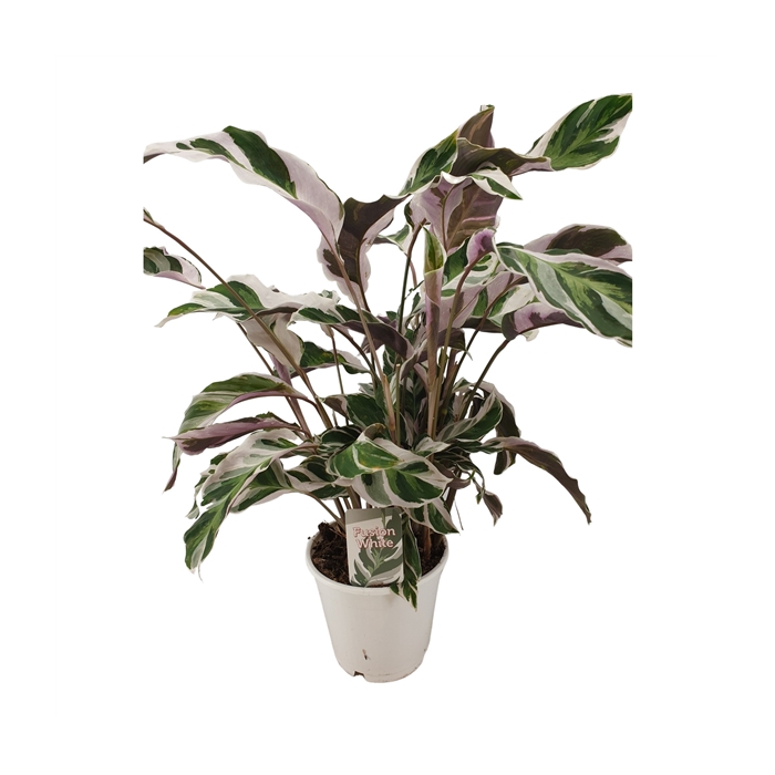 <h4>Calathea Fusion White</h4>