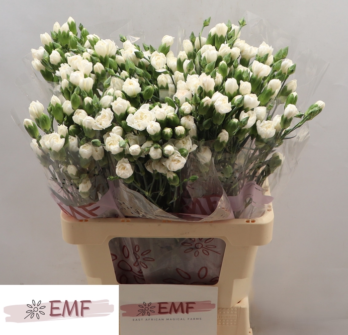 <h4>Di Tr Artic</h4>