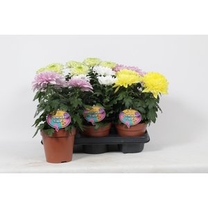 PLANTEN OV