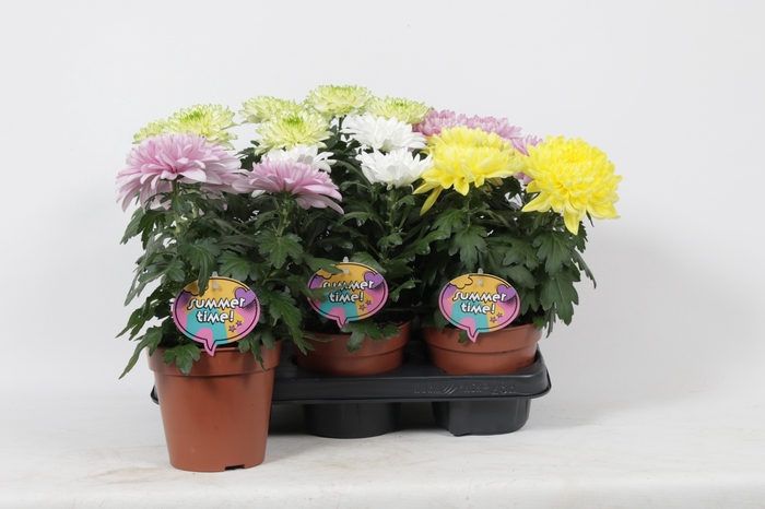 <h4>PLANTEN OV</h4>