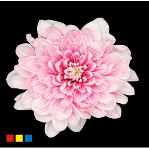 Chr T Altaj Red Striped