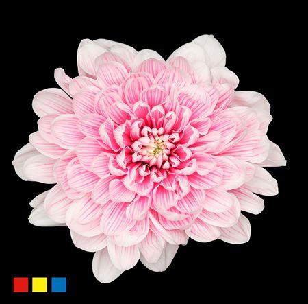 <h4>Chr T Altaj Red Striped</h4>