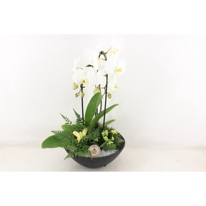 arr2 PL - Ebbischaal phal. wit STD