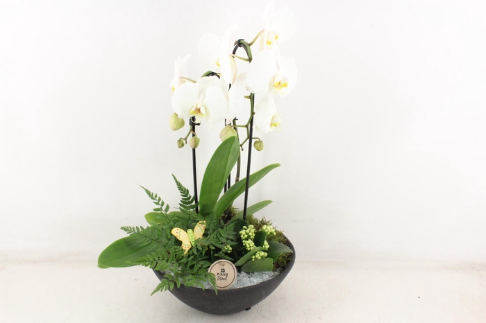 <h4>arr2 PL - Ebbischaal phal. wit STD</h4>