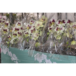 PHALAENOPSIS CASCATA ESPECIAL P15 BICOLOR MIN 8 FLS