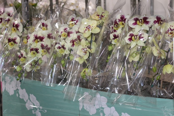 <h4>PHALAENOPSIS CASCATA ESPECIAL P15 BICOLOR MIN 8 FLS</h4>